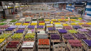 AIRPLANES_Amsterdam_Flower_Warehouse_Carts_4